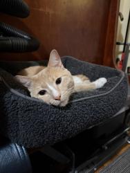 Found/Stray Male Cat last seen Fort Ave. & Beech Glen St., Highland Park, Fort Hill, Boston, MA 02119