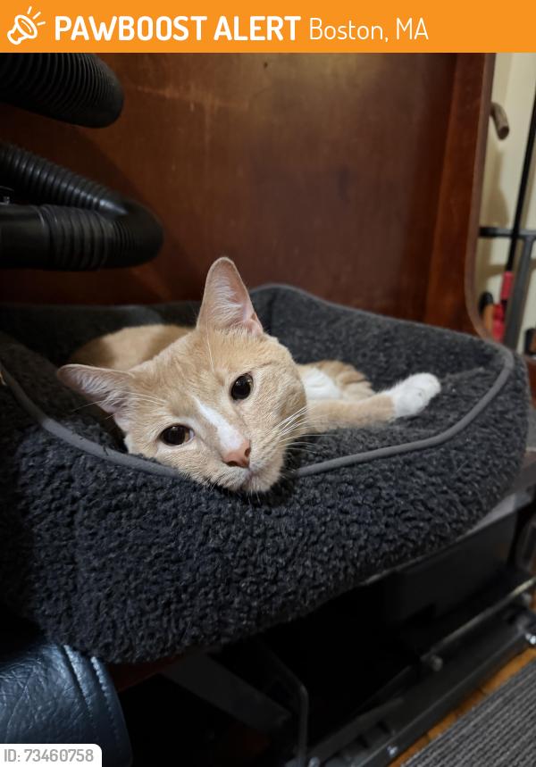 Found/Stray Male Cat last seen Fort Ave. & Beech Glen St., Highland Park, Fort Hill, Boston, MA 02119