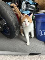 Found/Stray Unknown Cat last seen James st, Durham, NC 27707