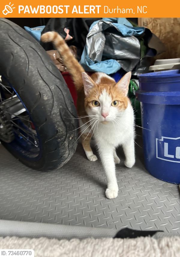 Found/Stray Unknown Cat last seen James st, Durham, NC 27707