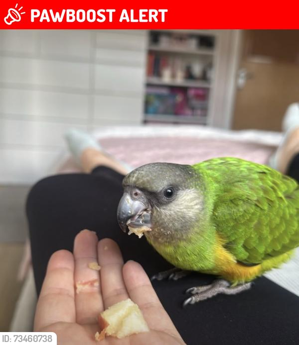Lost Unknown Bird last seen Kilultagh, Glenavy, Northern Ireland 
