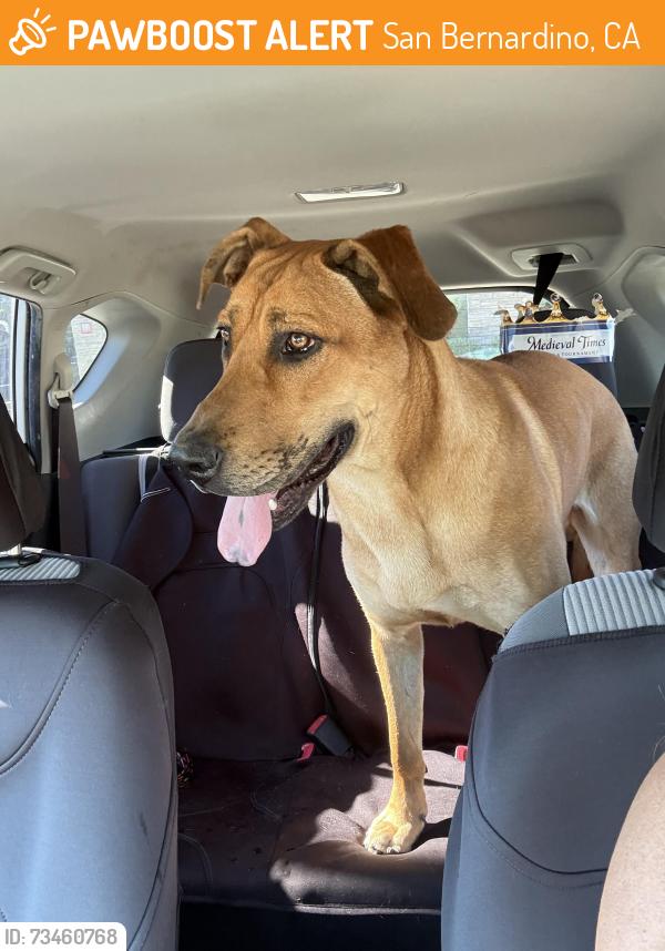 Found/Stray Male Dog last seen Grandview and deercrest near the fire department, San Bernardino, CA 92407