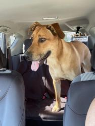 Found/Stray Male Dog last seen Grandview and deercrest near the fire department, San Bernardino, CA 92407