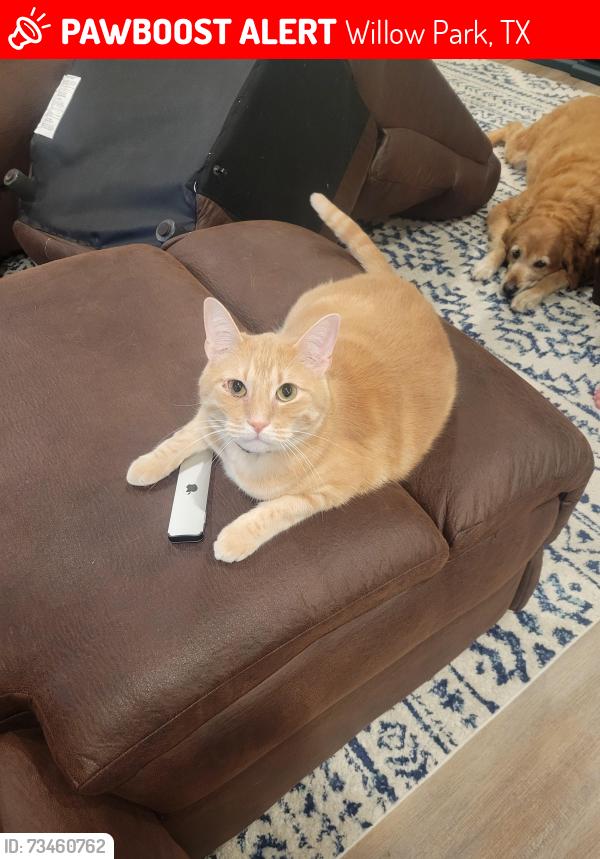 Lost Male Cat last seen Willow Crossing s, Willow Park, TX 76008