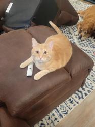 Lost Male Cat last seen Willow Crossing s, Willow Park, TX 76008
