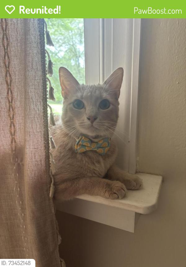 Reunited Male Cat last seen Old Monticello ST, Covington, GA 30014