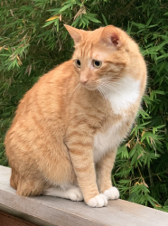 Lost Male Cat last seen Thompson Ave, accross the street from Connolly Ranch, Napa, CA 94558