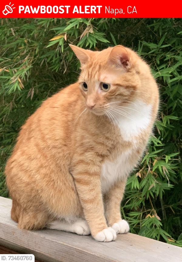 Lost Male Cat last seen Thompson Ave, accross the street from Connolly Ranch, Napa, CA 94558
