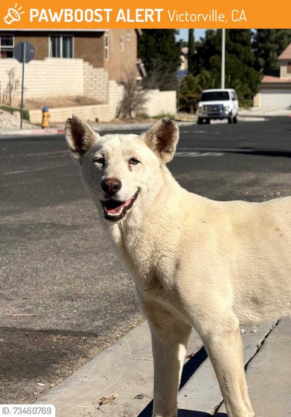 Found/Stray Female Dog last seen Crossing tr., Victorville, CA 92394