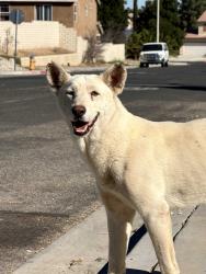 Found/Stray Female Dog last seen Crossing tr., Victorville, CA 92394