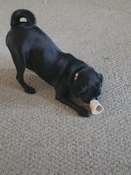 Lost Female Dog last seen Kings canyon Armstrong, Fresno, CA 93727