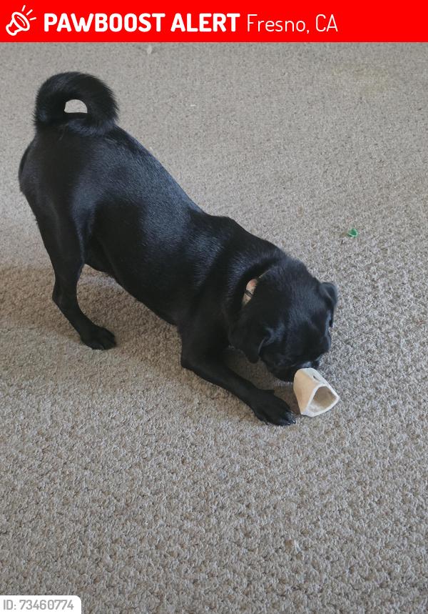 Lost Female Dog last seen Kings canyon Armstrong, Fresno, CA 93727