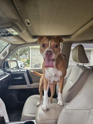 Reunited Female Dog last seen Bristol Bend Ln, Dickinson, TX 77539, USA, Dickinson, TX 77539