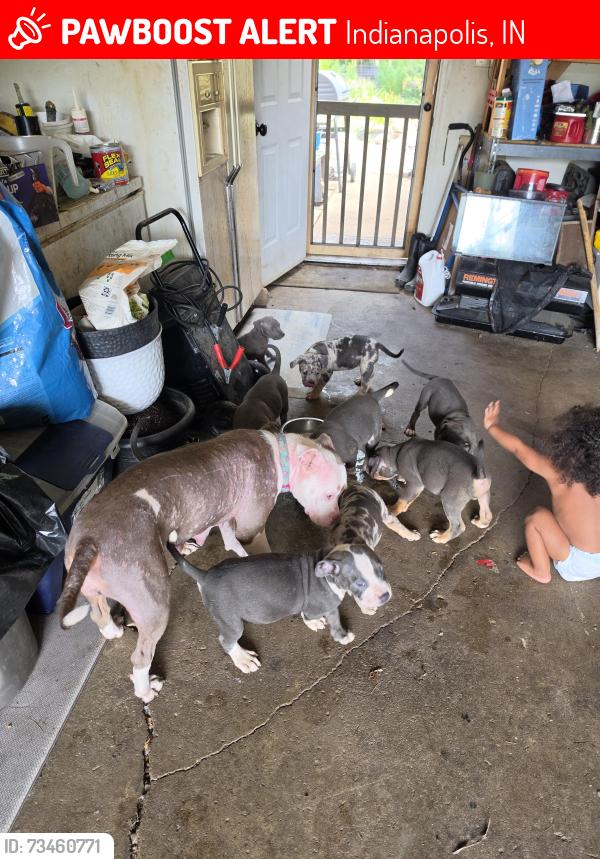 Lost Female Dog last seen 38th and moller rd, Indianapolis, IN 46254
