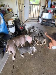 Lost Female Dog last seen 38th and moller rd, Indianapolis, IN 46254