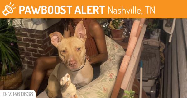 Found/Stray Female Dog last seen Near 2nd ave south, Nashville, TN 37210