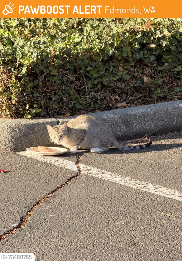 Found/Stray Unknown Cat last seen 100th Ave and Highway 104 (Behind Walgreens), Edmonds, WA 98020