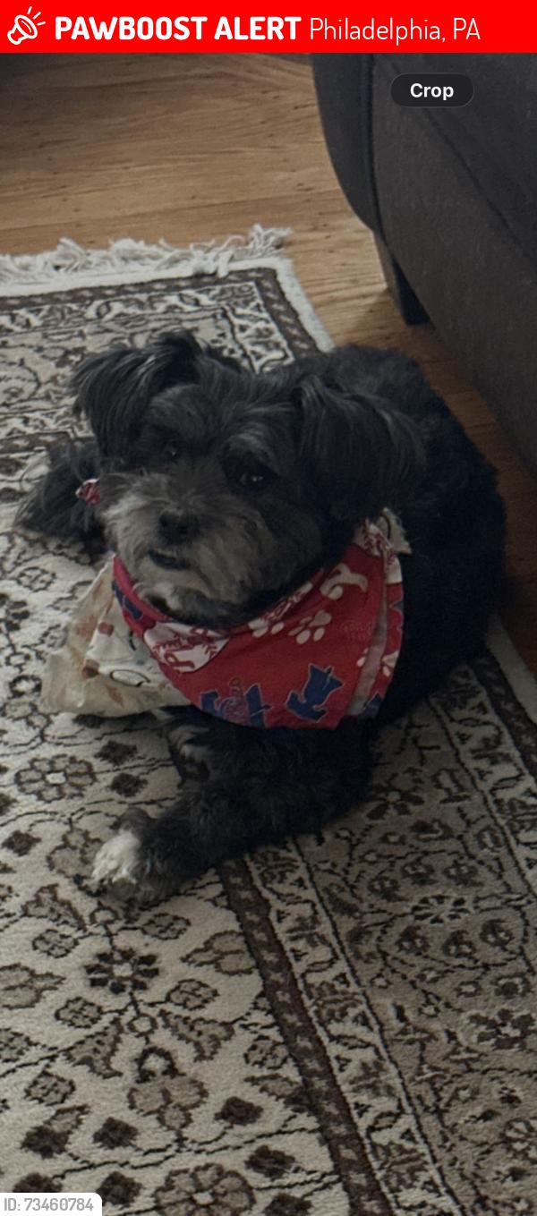 Lost Male Dog last seen Kennedy St, Philadelphia, PA 19124