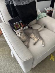 Found/Stray Male Cat last seen Near east, Millcreek, UT 84117