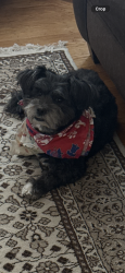 Lost Male Dog last seen Kennedy St, Philadelphia, PA 19124