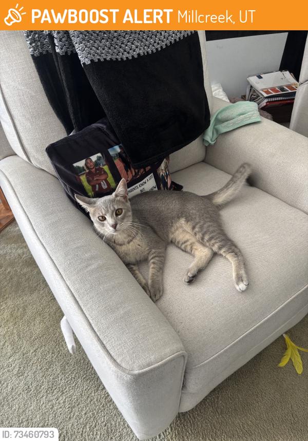 Found/Stray Male Cat last seen Near east, Millcreek, UT 84117