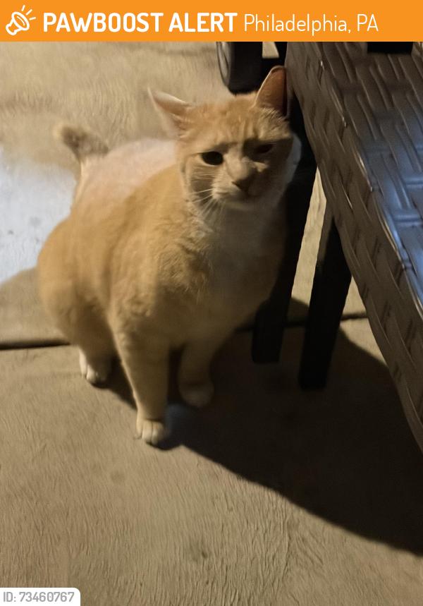 Found/Stray Male Cat last seen Emily street, Philadelphia, PA 19148
