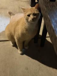 Found/Stray Male Cat last seen Emily street, Philadelphia, PA 19148