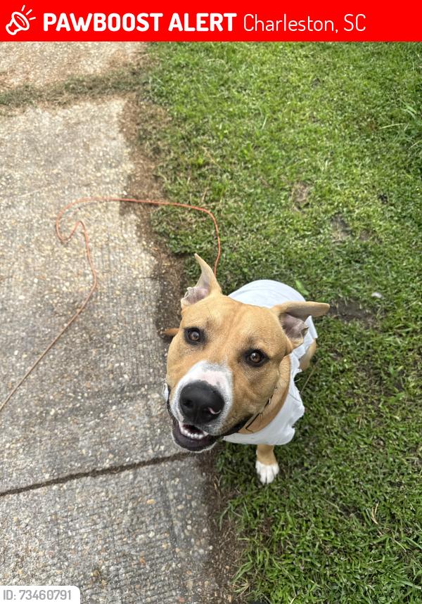 Lost Unknown Dog last seen Near pineview rd, Charleston, SC 29407
