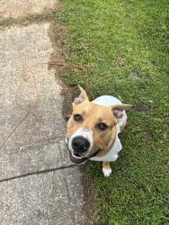 Lost Unknown Dog last seen Near pineview rd, Charleston, SC 29407