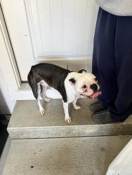 Reunited Female Dog last seen Near Tall Timber Dr, Loveland, OH 45140, USA, Loveland, OH 45140
