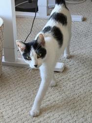 Found/Stray Unknown Cat last seen Behind Rich’s, San Diego, CA 92103