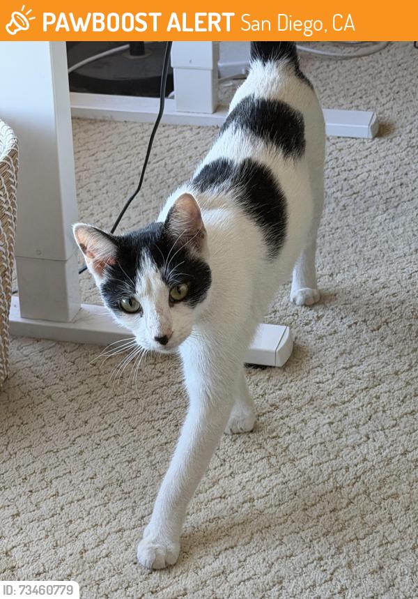 Found/Stray Unknown Cat last seen Behind Rich’s, San Diego, CA 92103