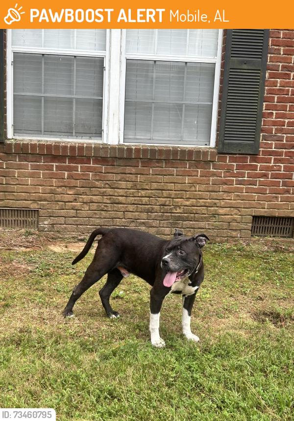 Found/Stray Male Dog last seen Near Wall Street leasing office, Mobile, AL 36695