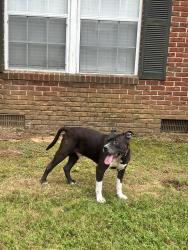 Found/Stray Male Dog last seen Near Wall Street leasing office, Mobile, AL 36695