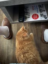 Lost Female Cat last seen Near nd, Charlotte, NC 28206