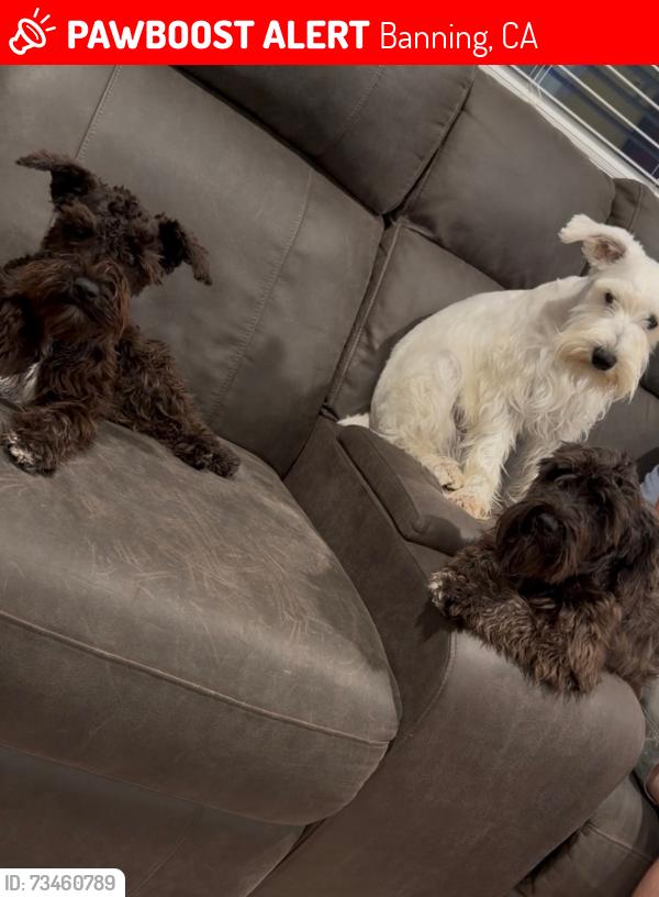 Lost Female Dog last seen Near street, Banning, CA 92220
