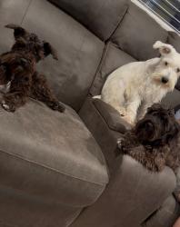 Lost Female Dog last seen Near street, Banning, CA 92220