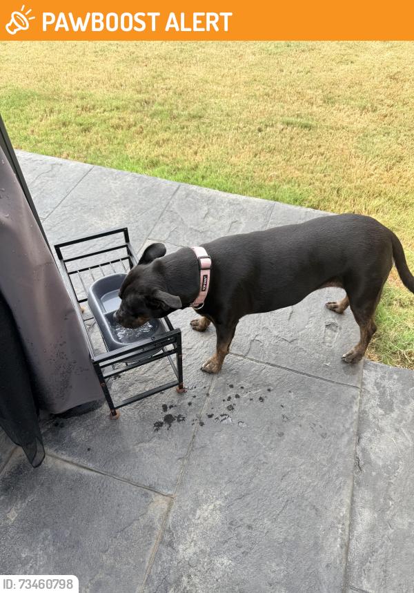 Found/Stray Female Dog last seen Jones Spring Dr and Water Mill Rd, Limestone County, AL 35613