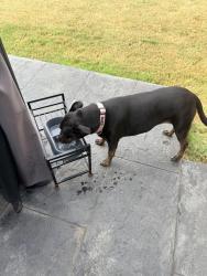 Found/Stray Female Dog last seen Jones Spring Dr and Water Mill Rd, Limestone County, AL 35613