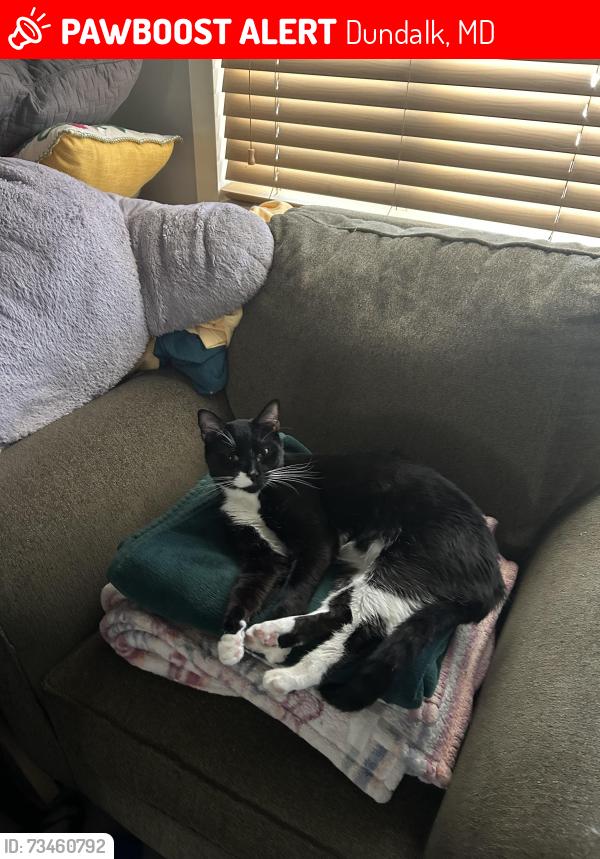 Lost Male Cat last seen Dead end of Denbury Drive, Dundalk, MD 21222