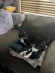 Lost Male Cat last seen Dead end of Denbury Drive, Dundalk, MD 21222