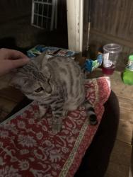 Found/Stray Unknown Cat last seen Laurel, Renton, WA 98056