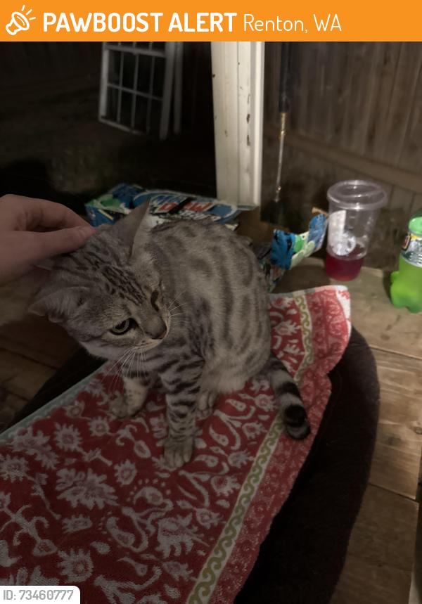 Found/Stray Unknown Cat last seen Laurel, Renton, WA 98056