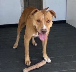 Shelter Stray Female Dog last seen Near BLOCK BALSAM, 333 Chandler Pl, San Bernardino, CA 92408, USA