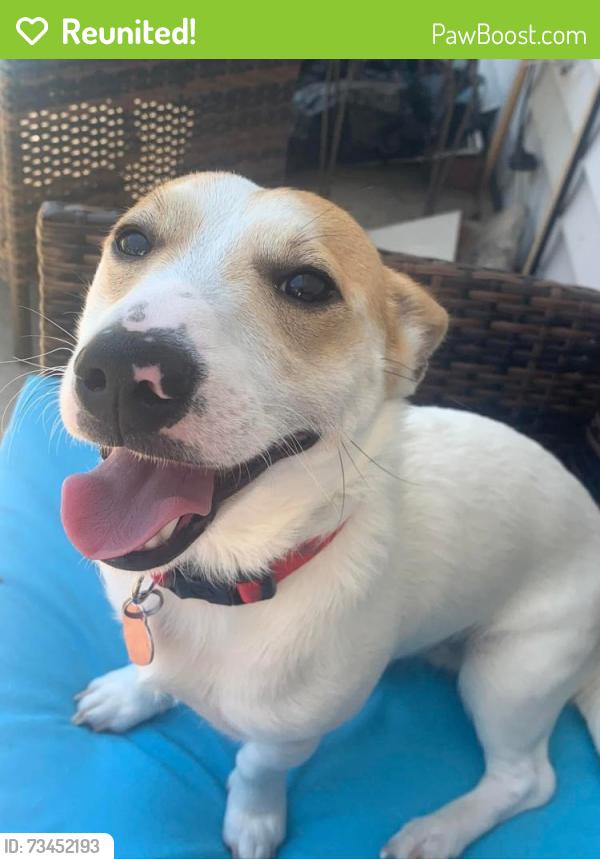 Reunited Male Dog last seen Near hemlock loop and hemlock way, Silver Springs Shores, FL 34472