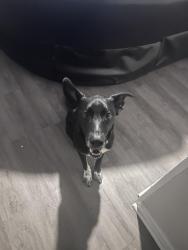Lost Male Dog last seen Near e boundary rd Columbia sc, Columbia, SC 29223