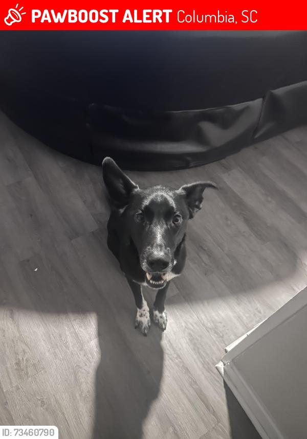 Lost Male Dog last seen Near e boundary rd Columbia sc, Columbia, SC 29223