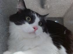Shelter Stray Male Cat last seen Near BLOCK WEST LEA SW, 11800 Sunset Gardens Rd SW, Albuquerque, NM 87121, USA