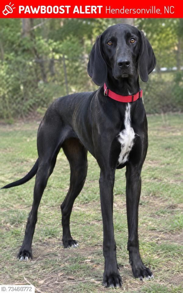 Lost Female Dog last seen Near Fruitland Rd. Hendersonville, NC 28792, Hendersonville, NC 28792
