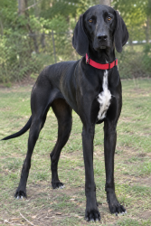 Lost Female Dog last seen Near Fruitland Rd. Hendersonville, NC 28792, Hendersonville, NC 28792